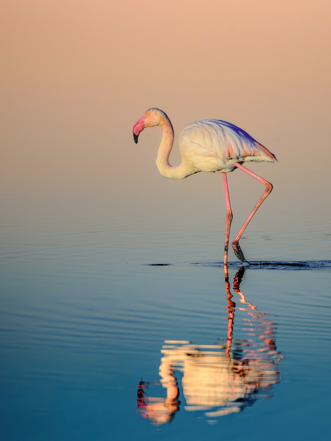 Non sapiente est dicta ut.