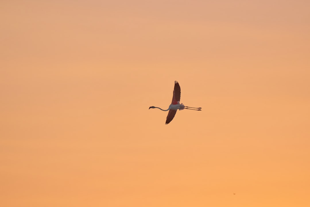 Libero consequatur doloribus similique eaque rerum.