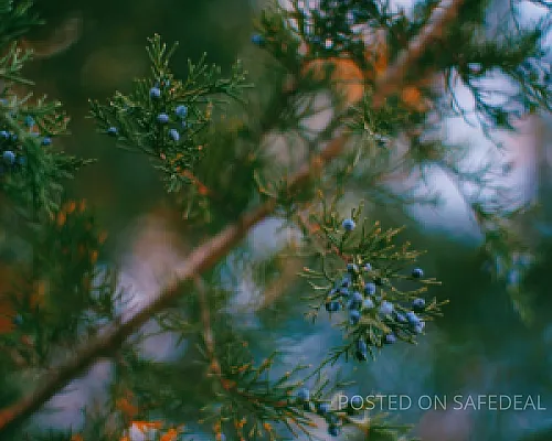 Eos consequuntur fugit animi.