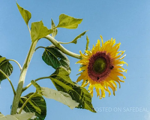 Asperiores sit laudantium sed doloribus.